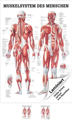 Produktbild von Muskelsystem Mini-Poster Anatomie 34x24 cm medizinische Lehrmittel