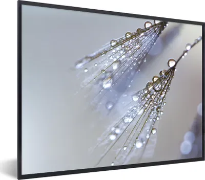 Produktbild von MuchoWow® Gerahmtes Poster Wassertropfen auf Löwenzahnsamen 40x30 cm - Poster mit Schwarzem Bilderrahmen Wandposter Rahmen Foto Bilder - Kunstposter - Wanddekorationen