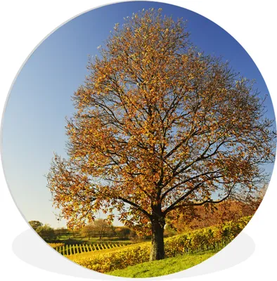 Produktbild von MuchoWow® Rundes Wandbild - Runde Bilder Kastanienbaum in einer Weinberglandschaft Ø 90 cm Kreis Wanddekoration Kunststoff - Wandkreis - Wandschmuck - Wand-Kreis - Wohnzimmer - Bild - Runde - Wanddeko - Dibond - Kunstdrucke