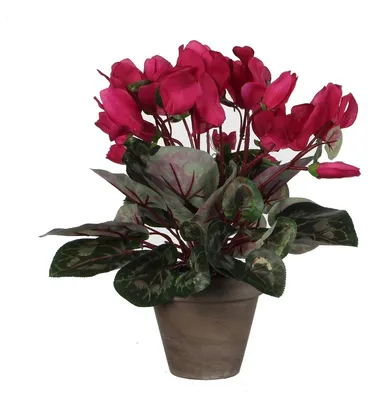 Obrázok produktu pre Mica Decorations Umelá rastlina cyklámen v kvetináči Stan - H30 x Ø30 cm - Tmavo ružová