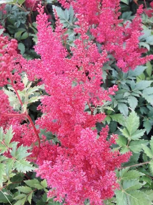 Produktbild von Astilbe japonica Montgomery - Prachtspiere Montgomery