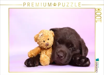 Produktbild von CALVENDO Puzzle Labrador Retriever Welpe / Labrador Retriever Puppy 1000 Teile Puzzle quer | 1000 Teile Lege-Größe 64x48cm Foto-Puzzle für glückliche Stunden