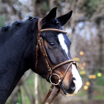 Immagine prodotto di Briglia snaffle Waldhausen Santander combinata inglese