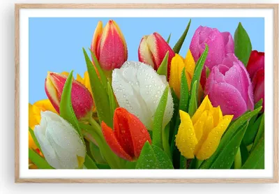 Produktbild von Gerahmtes Poster - Rahmen in heller Eiche - Tulpen Blumenstrauß Blumen Tau - 91,5x61 cm - Wand Bild - Wanddeko - Wandbilder - Wandposter - Bilderrahmen - Bilder - Kunstdruck - Wandbild P2NAA91x61-2526