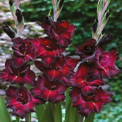Immagine prodotto di Gladiolo a fiore grande Back Surprise 5 pezzi Gladioli bulbi di gladiolo