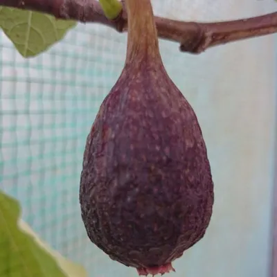 Produktbild von Ficus carica Brown Turkey Echte Feige Feigenbaum süße leckere Früchte im Topf