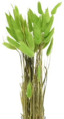 Produktbild von Samtgras Trockendeko Hasenschwanzgras für Trockenblumenarrangements