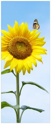 Produktbild von Wallario Premium Glasbild, freischwebende Optik, kräftige Farben, Größe 80 x 32 cm Motiv Sonnenblume mit Schmetterling