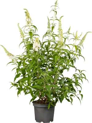 Produktbild von Buddleja 'White Profusion', Schmetterlingsflieder, weiß, 80–100 cm