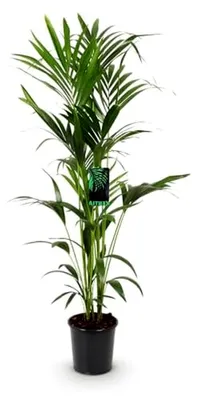 Produktbild von Zimmerpflanze - Howea Forsteriana - Kentia-Palme - Pflegeleicht - Grün - 1 Pflanze - Topf 24cm - Höhe 140-150cm