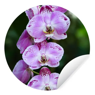 Produktbild von MuchoWow® Runde Wandtattoo - Wandsticker Tapete Aufkleber Blühende Orchideen Ø 100 cm Selbstklebend und Repositionierbar - Wandaufkleber - Kreis - Tapetenkreis - Wandbild rund - Schlafzimmerdekoration - Wanddeko - runde Tapete - Kunst für zu Hause