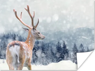 Produktbild von MuchoWow® Poster Rotwild - Schnee - Tier 160x120 cm - Foto Plakat