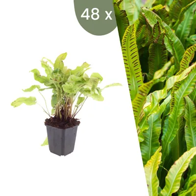 Image de Plants by Frank | 48 Plantes de fougère langue-de-cerf | Asplenium scolopendrium | Fougères rustiques | Plantes d’ombre | Plantes vivaces | Plantes de jardin