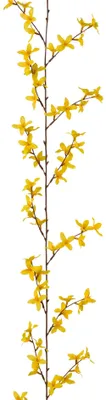 Produktbild von Künstliche Forsythien-Girlande 160cm GELB