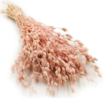 Produktbild von Aufgeblasenes Leimkraut - (Silene) - Rosa