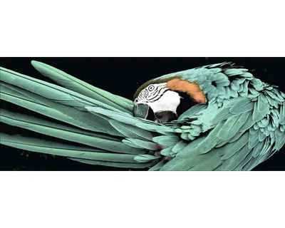 Produktbild von Glasbild Green Parrot 125x50 cm