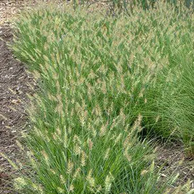 Immagine prodotto di 6 x Erba pulisci-lampada nana - Pennisetum alopecuroides 'Little Bunny' | vaso 9cm x 9cm