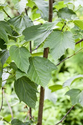 Zdjęcie produktu dla Klon pstry (Acer capillipes), wysokość 60-100 cm, w doniczce