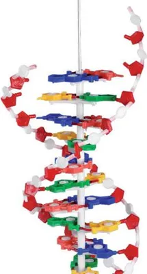 Produktbild von Betzold DNS-Modell, 60 cm hoch, 20 cm Ø, zerlegbar, korrekte Wasserstoffbrücken, für Biologieunterricht