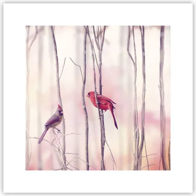 Produktbild von Poster - Poster ohne Rahmen - Vögel Kardinal Scharlachrot - 30x30 cm - Wand Bild - Wanddeko - Wandbilder - Kunstposter - Wandposter - Bilder - Kunstdruck - Wanddekoration - Wandbild - P2XAC30x30-4256