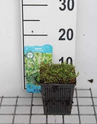 Image de 6 x Rotala rouge. 'Green' - Rotala vert à feuilles rondes - pot 11 x 11 cm