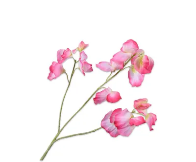 Produktbild von Silk-ka Künstliche Blume – Seidenblume, Lathyrus-Zweig, Rosa-Creme, 66 cm, Sonderangebot pro 2 Stück