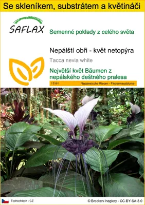 Obrázek produktu pro SAFLAX Kultivační sada - Nepálští obři - květ netopýra - Tacca nevia white - 10 Semena - S mini skleníkem, pěstebním substrátem a 2 květináči