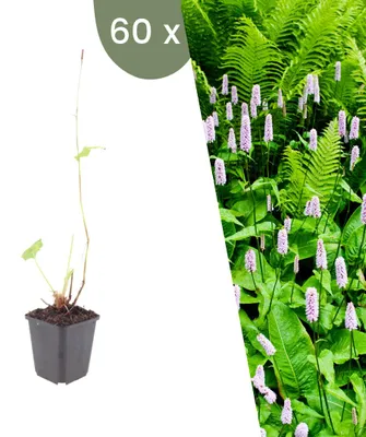 Produktbild von Plants by Frank | 60 Wiesenknöterich Pflanzen | Persicaria Bistorta | Stauden | Winterhart | Mehrjährig | Gartenpflanzen