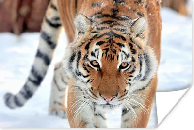 Produktbild von MuchoWow® Poster Tiger - Schnee - Tiere 60x40 cm - Schlafzimmerdekoration