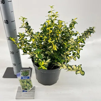 Immagine prodotto di Euonymus 'Blondy'® - Arbusto a fusto colonnare | 35-40 cm in vaso