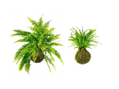 Obrázek produktu pro Gardners Set Kokedam Nephrolepis (L)