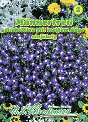 Produktbild von Männertreu Dunkelblau mit weißem Auge | Blumensamen von N.L. Chrestensen
