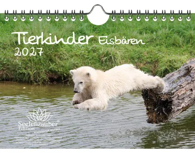 Produktbild von Tierkinder Eisbären DIN A5 Kalender für 2027 Eisbär - Seelenzauber