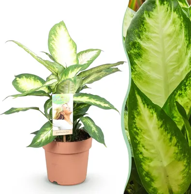 Produktbild von Green boutiQ - Zimmerpflanzen - Diefenbachia Camilla - Dieffenbachia - Wenig Pflege - Bunt - 1 Pflanze - Topf 17cm - Höhe 45-50cm