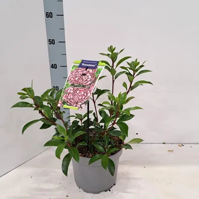 Obrázok produktu pre Kalmia lat. 'Bandeau' – kalmia | 25–30 cm v črepníku