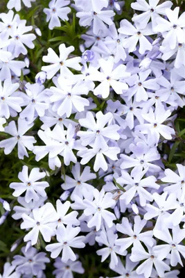 A close-up view of numerous small, light purple and white flowers with green foliage.