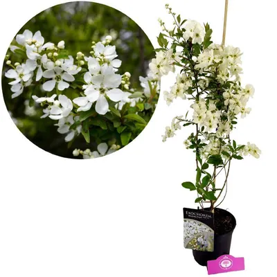 Immagine prodotto di Exochorda racemosa 'Blushing Pearl'®, cespuglio di perle, altezza 80 cm, vaso da 2 litri