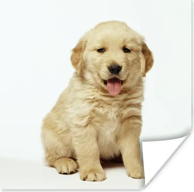 Produktbild von MuchoWow® Poster Porträt eines flauschigen Golden Retriever Welpen 50x50 cm - Wohnzimmerdekoration