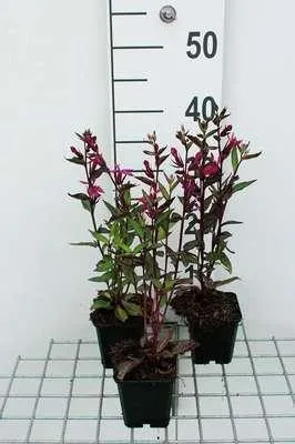 Image de 6 x Lobelia 'Tania' - Lobelia - pot 9 x 9 cm