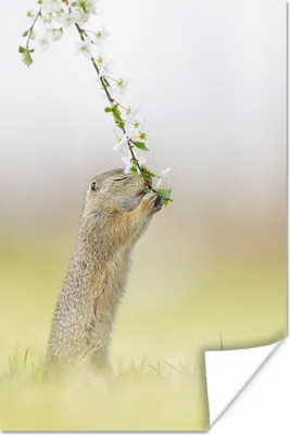 Produktbild von MuchoWow® Poster Frühling - Eichhörnchen - Blume 40x60 cm - Plakate für die Wand - Poster Babyzimmer