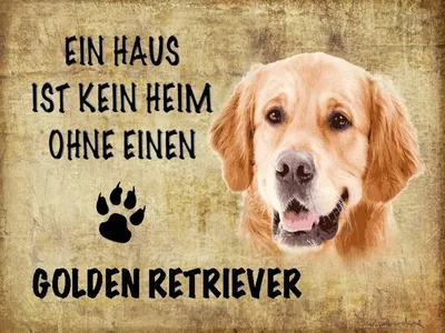 Produktbild von vianmo Holzschild 30x40 cm Golden Retriever Hund