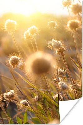 Produktbild von MuchoWow® Poster Pflanzen - Natur - Blumen - Sonne - Horizont 40x60 cm - Plakate für die Wand - Poster Babyzimmer