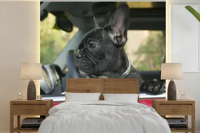 Produktbild von MuchoWow® Fototapete für Wohnzimmer oder Schlafzimmer Wandtapete Vinyl Motivtapete Französische Bulldogge - Auto - Rot - 350x350 cm - Schlafzimmertapete