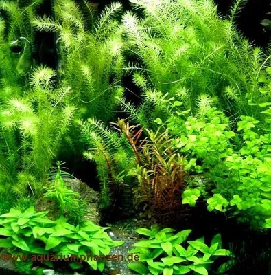 Produktbild von Aquarium Set 40-60 l, Pflanzen, Kies, Deko (V)