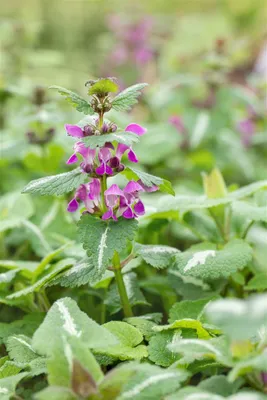 Produktbild von Lamium maculatum 'Chequers', Gefleckte Taubnessel, rosa, ca. 9x9 cm Topf