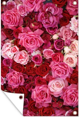 Produktbild von MuchoWow® 40x60 cm Outdoor-Poster Gartendeko Sichtschutz Garten Poster für den Garten  Rosa und rote Rosen