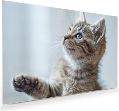Produktbild von Glasbild 60x40cm in XXL für Wohnzimmer, Schlafzimmer Motiv Kätzchen22