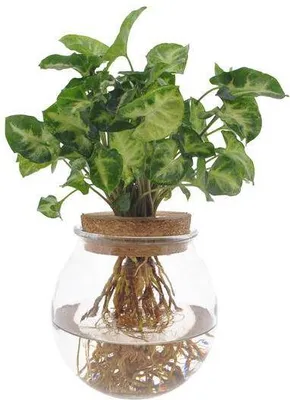 Produktbild von Syngonium Pixie Ø12cm 30cm Hydroponische Zimmerpflanze Purpurtute Pflegeleicht