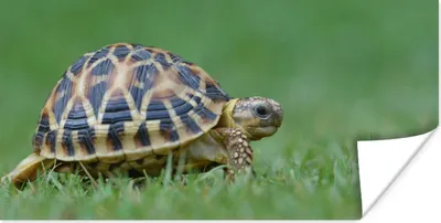 Produktbild von MuchoWow® Poster Schildkröte im Gras 160x80 cm - Foto Poster