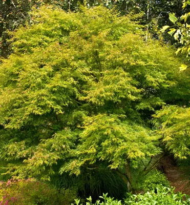 Produktbild von Fächerahorn ´SEIRYU´ 70-80 cm, Cont. 3 l